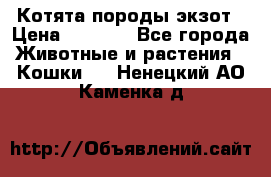 Котята породы экзот › Цена ­ 7 000 - Все города Животные и растения » Кошки   . Ненецкий АО,Каменка д.